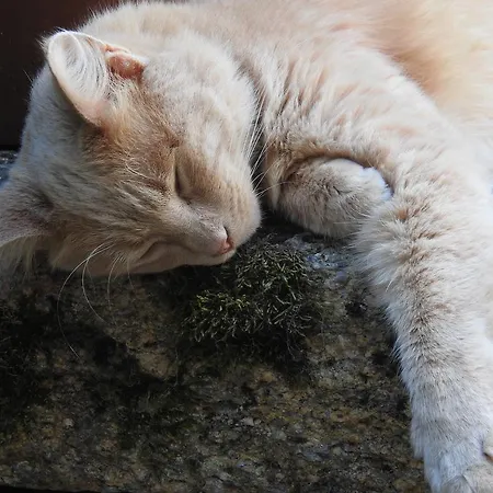 Nocleg ze śniadaniem La Blanchisserie Le Puy Saint-Bonnet