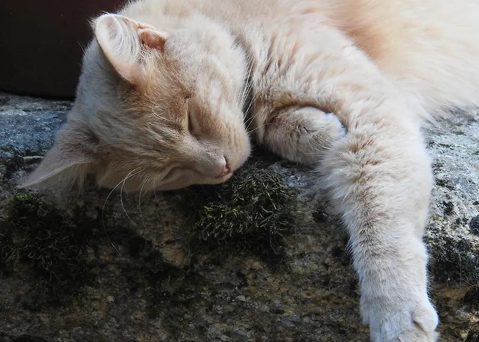 Alojamento de Acomodação e Pequeno-almoço La Blanchisserie Le Puy-Saint-Bonnet